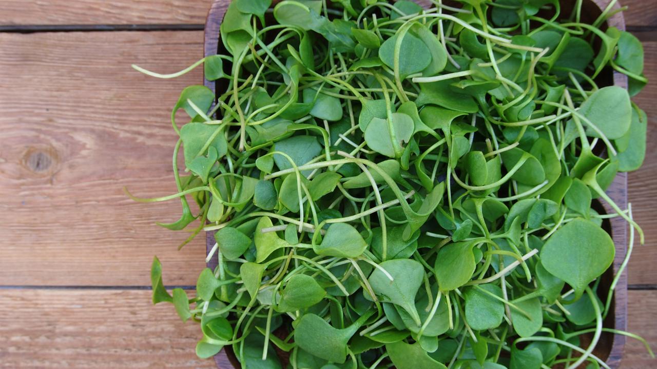 Watercress