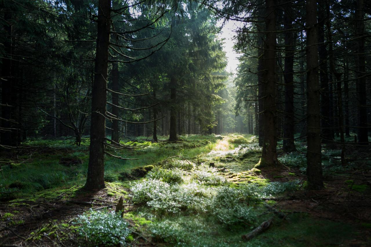 Forest area at Rennsteig