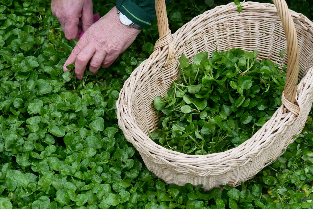 Watercress Erfurt