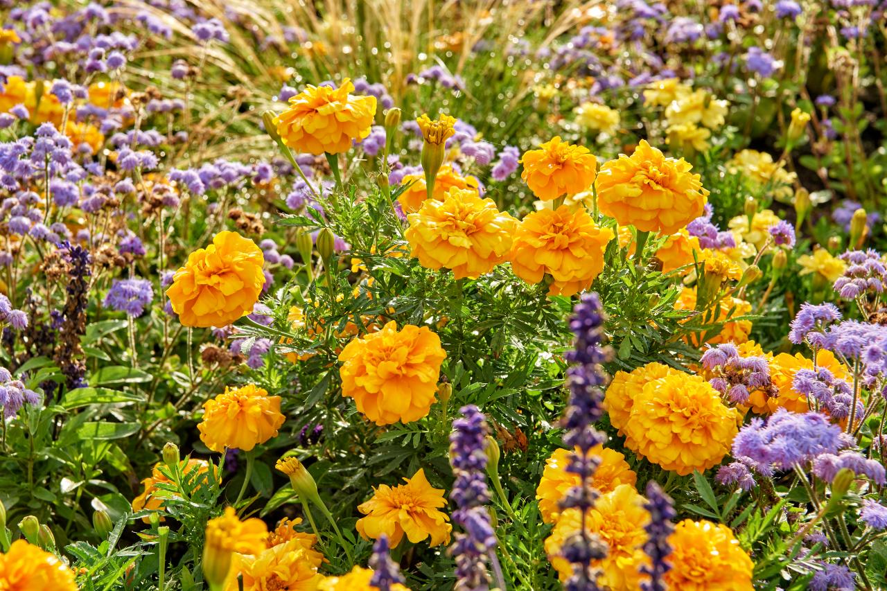 Blumenbeet mit kleinen gelb-orangen- und lilafarbenen Blümchen im egapark in Erfurt