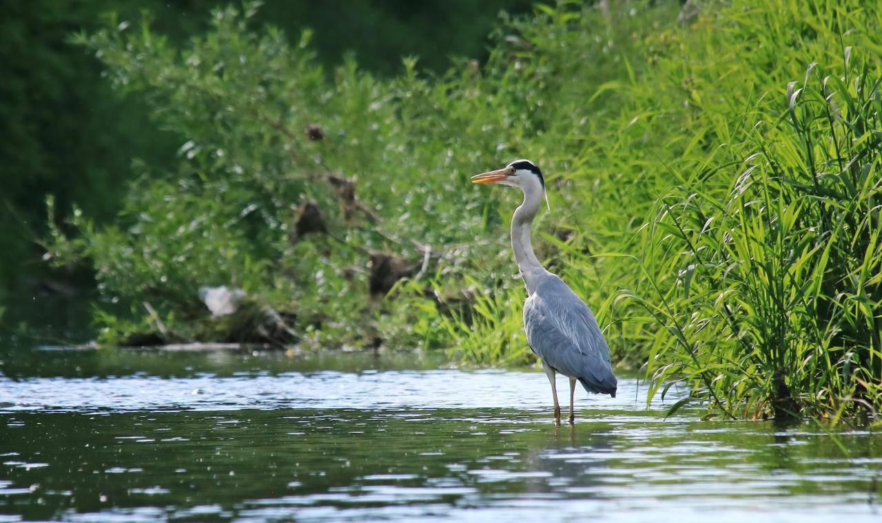 Graureiher steht im flachen Wasser