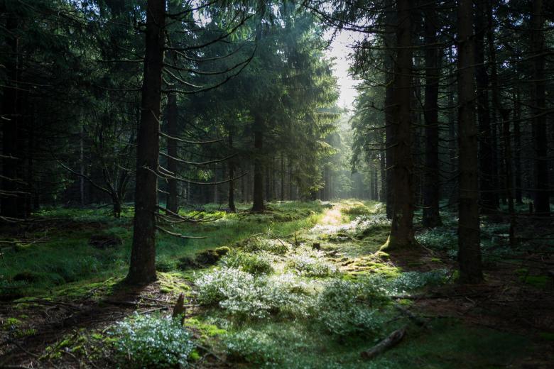 Lichtung im Thüringer Wald mit Lichteinfall